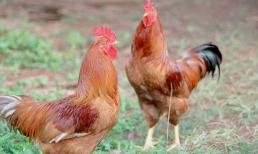 Tại sao gà không thể bay dù có cánh?