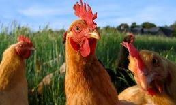 Tại sao gà trống lại dậy sớm hơn gà mái? Chúng dậy trước bình minh và dậy lúc bình minh