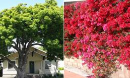 Những cây phong thủy đang hút lộc nhưng gia chủ chăm sai cách liền khiến tài sản tiêu tan