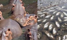 Tại sao phân hà mã lại có thể giết chết hàng nghìn con cá mỗi năm? Phân hà mã đáng sợ đến mức nào?