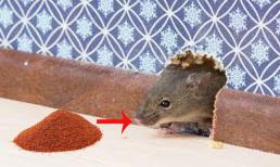 Mẹo đuổi chuột không dám bén mảng vào nhà nhờ các loại gia vị trong nhà bếp