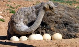 Con chim lớn nhất có thể đẻ 11 quả trứng cùng một lúc