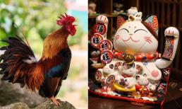 Người thuộc một trong 3 tuổi này không nên mua mèo Thần Tài, để trong nhà càng dễ mất lộc