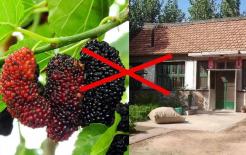 “Cây âm không trồng nhà, cây dương không trồng mồ mả” kẻo gia đình suy vong. Cây âm là cây gì? Cây dương là gì?