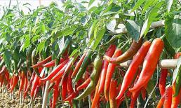 8 “không” khi trồng ớt, quả sẽ mọc sai trĩu cành. Đây cũng là loại quả đang được Trung Quốc và Lào ráo riết săn lùng