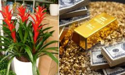 Năm sắp hết Tết sắp đến mà vẫn thấy nghèo, về nhà trồng 3 cây này giải xui, Thần Tài sẽ tới