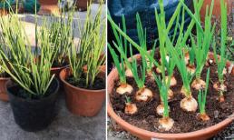 Trồng hánh lá ngoài ban công dùng 3 phương pháp này, hành sẽ lớn nhanh và tươi tốt, mùa đông này tha hồ ăn
