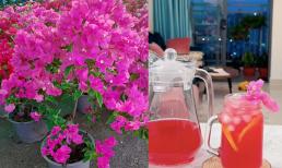 Hoa giấy không chỉ đẹp, dễ trồng mà còn mang lợi ích tuyệt vời cho sức khỏe 