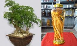 Mẹo trồng đinh lăng thu về tài lộc, để cây sinh ra tiền lại giúp nâng cao sức khỏe gia đình