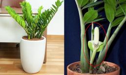 5 nguyên tắc cần có để giúp cây kim tiền ra hoa, hút tài lộc