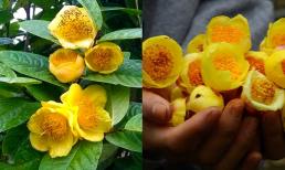 Nhà giàu cực thích trồng cây này vì chiêu tài hút lộc, hoa đẹp, thanh nhã lại có thể làm trà giá hơn 15 triệu đồng/kg