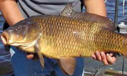 Loại cá bổ ngang tổ yến, giá rẻ, bán đầy ngoài chợ nhưng ít ai ăn