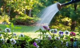 Dùng “nó” để tưới hoa chẳng khác gì “thuốc diệt cỏ”! Rất nhiều người không biết điều này!