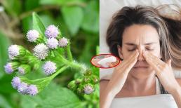 Nó là loài hoa có tên 'rất bậy' nhưng được xem như thần dược, không những trị được nhiều bệnh còn có tác dụng làm đẹp