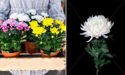 Hoa cúc thường dùng để cúng có nên trồng trước nhà hay không? Hoa cúc mang điềm may hay rủi trong phong thủy?
