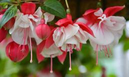 Có một loại cây trồng hoa nở dịp Tết cực may mắn, làm ăn thuận lợi, con cháu đỗ đạt vinh hiển