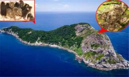 Đảo rắn trở thành đảo chuột? Điều gì đã xảy ra khi các nhà khoa học phát hiện số lượng chuột tăng mạnh trên đảo rắn, trong khi quần thể rắn giảm mạnh 