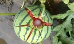 Tại sao người nông dân trồng dưa lại thường đập nát những quả dưa hấu mới hái xuống đất không thương tiếc, lý do là gì?