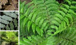 Cặp vợ chồng Giang Tây bị kết án tù vì đào cây dương xỉ móng ngựa! Tại sao bản án lại nghiêm khắc như vậy? 