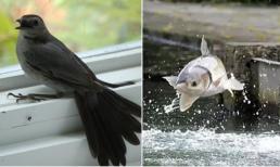 'Chim sa tận nơi không bắt, cá nhảy tận bờ không ăn' là vì sao? Lời người xưa đã dạy, chớ làm sai kẻo có ngày đại họa!