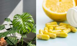 Bón 3 loại “thuốc” này vào đất, cực tốt cho cây và hoa, quanh năm xanh tốt, không lo vàng lá hay héo úa