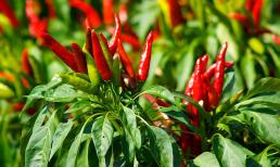 Trồng ớt đừng chỉ tưới nước lã, học ngay lão nông mẹo khiến ớt sai trĩu cành, đơn giản hãy làm ngay