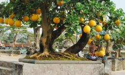 Bưởi cảnh trồng trong nhà sẽ đem đến sự giàu có và thịnh vượng, thực tế có đúng như vậy?