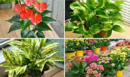 Cây cảnh siêu hút lộc trong năm 2024, trồng một cây như 'chôn vàng', giàu sang phú quý suốt quanh năm