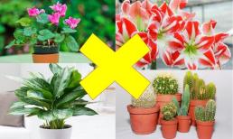 Loại cây có cho tiền cũng tuyệt đối không rước vào nhà, hoa nở người héo, thu dọn nhanh còn kịp!