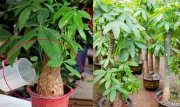 3 vị trí 'đắc địa' đặt cây kim ngân giúp thu hút tài lộc và 1 vị trí cần tránh kẻo thất thoát tiền bạc