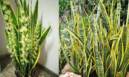 '5 nguyên tắc vàng' khi trồng cây lưỡi hổ để xanh tốt, sớm ra hoa gọi lộc vào nhà