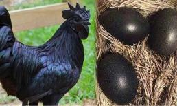 Có một loại gà giá tới tiền triệu vẫn được săn lùng, chỉ đại gia mới dám ăn thử 