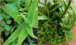 Đừng nhổ cỏ dại bừa bãi trong chậu cây, người làm vườn lâu năm sẽ chỉ cho bạn lý do