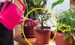 Những ngày trời mùa đông rét đậm, rét hại, có nên tưới nước ấm cho chậu cây cảnh và hoa cảnh?