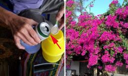 Bí quyết để hoa giấy nở rộ dịp gần Tết: Đừng chỉ tưới nước lã, hòa thêm vài giọt này 