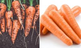 Cà rốt cực bổ dưỡng nhưng khi ăn đừng vi phạm những điều cấm kỵ này