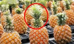 Khi mua dứa, lá dài hay lá ngắn sẽ ngọt hơn? Người trồng trái cây dạy bạn 4 thủ thuật, quả nào cũng ngon ngọt mọng nước