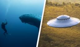 Cuộc trò chuyện đầu tiên giữa con người với cá voi. Đây có thể là tiền đề để tiếp xúc với người ngoài hành tinh