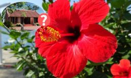 Tại sao lại kiêng kị trồng hoa dâm bụt trước nhà?