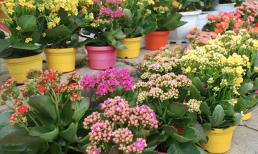 Gần Tết tưới nước cho hoa trường thọ một chút, cành lá sẽ xanh tươi không mềm, đầy nụ! Thời gian ra hoa rất dài