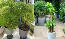 Hai loại cây hàng đầu giúp gia chủ giữ của, thu hút vận may nếu trồng trước nhà 