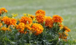 Loài hoa này có tên rất hay và mang ý nghĩa đẹp nhưng đại kỵ khi đặt lên ban thờ thắp hương