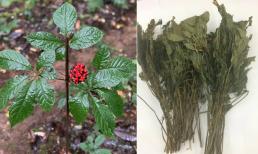 Một loại lá quý hiếm của Việt Nam, vô cùng đắt đỏ, giá bán cả trăm triệu đồng/kg