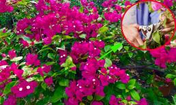 Người làm vườn lâu năm chỉ mẹo chăm hoa giấy: Khi ra nụ nên cắt tỉa bớt lá, để làm gì?