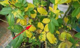 Cây cảnh trong nhà vàng lá, héo úa khi trời lạnh giá, làm ngay cách này để cây xanh trở lại 