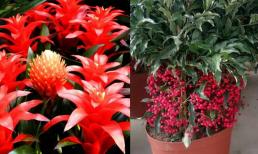 4 loại 'hoa may mắn' cho ngày Tết, vừa đẹp vừa hào phóng và mang ý nghĩa tốt đẹp