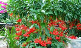 Trồng loại cây cảnh này như rước 'kho vàng' vào nhà, biết chăm sóc cả năm đón tài lộc, cát tường