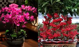 3 loại hoa rực rỡ mang ý nghĩa may mắn và thịnh vượng cho dịp Tết
