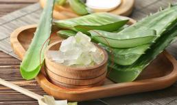 Loại lá cứng nhớt có gai là 'thuốc hạ đường huyết' tự nhiên, người Ai Cập gọi là 'cây trường sinh', ở Việt Nam rất sẵn