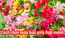 Thầy phong thủy chỉ cách chọn màu hoa giấy hợp mệnh, giúp gia chủ tài lộc vượng phát gấp đôi